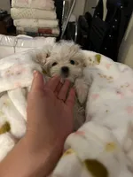 Charlie, a male Maltese for sale in Los Angeles, CA – 5 of 9