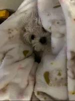 Charlie, a male Maltese for sale in Los Angeles, CA – 3 of 9