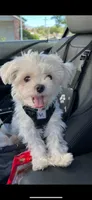 Buddy, a male Maltese for sale in Los Angeles, CA – 5 of 5