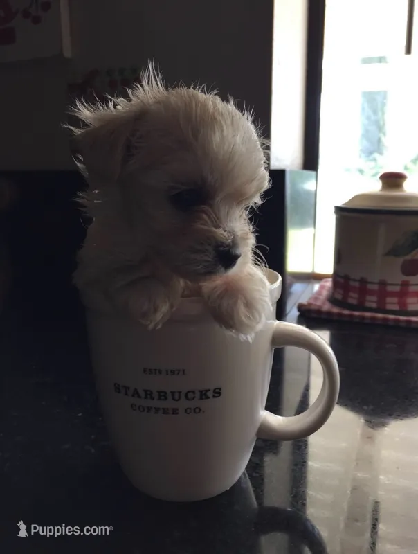 Cooper – Maltese puppy for sale in Los Angeles, CA