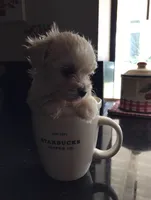 Max, a male Maltese for sale in Los Angeles, CA – 2 of 4