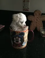 Teddy, a male Maltese for sale in Los Angeles, CA – 3 of 4