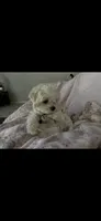 Buddy, a male Maltese for sale in Los Angeles, CA – 4 of 5