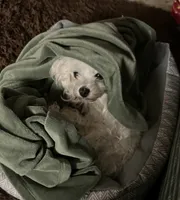 Lola , a female Maltese for sale in Los Angeles, CA – 2 of 10