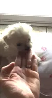Teddy, a male Maltese for sale in Los Angeles, CA – 4 of 4