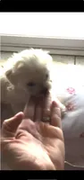 Teddy, a male Maltese for sale in Los Angeles, CA – 3 of 4