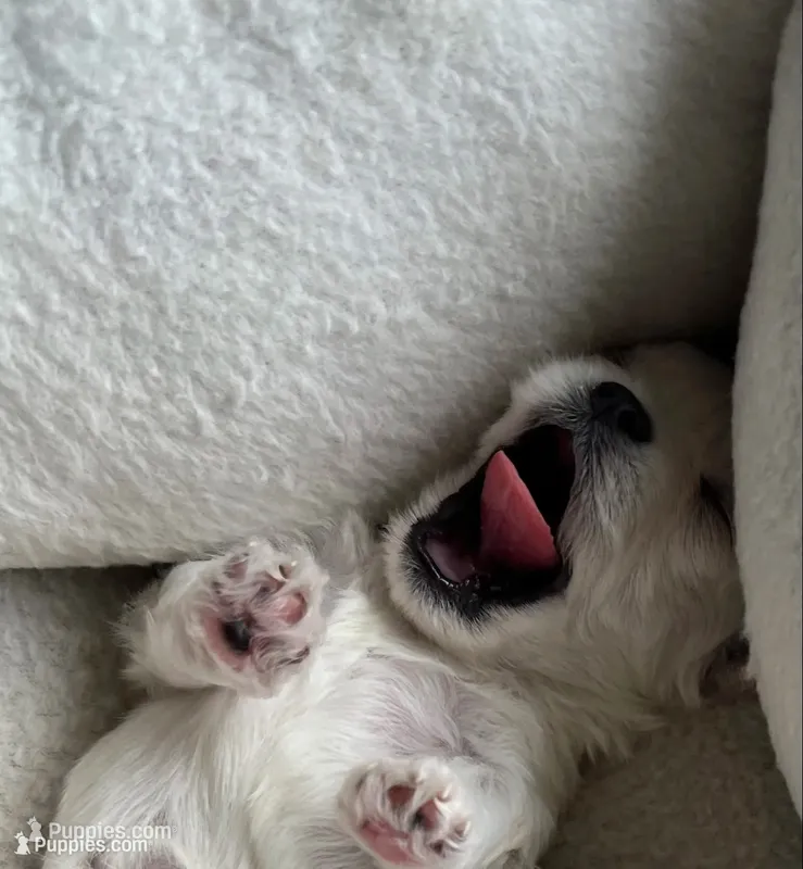 Teddy Bear – Maltese puppy for sale in Los Angeles, CA