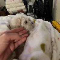 Charlie, a male Maltese for sale in Los Angeles, CA – 6 of 9