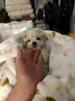 Charlie, a male Maltese for sale in Los Angeles, CA – 2 of 9