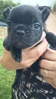     Black Frenchie Girl, a female French Bulldog for sale in La Grange, IL – 2 of 8