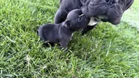     Black Frenchie Girl, a female French Bulldog for sale in La Grange, IL – 7 of 8