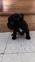     Black Frenchie Girl, a female French Bulldog for sale in La Grange, IL – 5 of 8