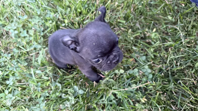     Black Frenchie Girl – French Bulldog puppy for sale in La Grange, IL
