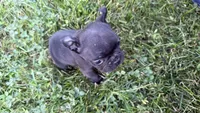     Black Frenchie Girl, a female French Bulldog for sale in La Grange, IL – 1 of 8