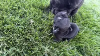     Black Frenchie Girl, a female French Bulldog for sale in La Grange, IL – 6 of 8