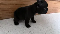     Black Frenchie Girl, a female French Bulldog for sale in La Grange, IL – 3 of 8