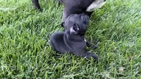     Black Frenchie Girl, a female French Bulldog for sale in La Grange, IL – 8 of 8