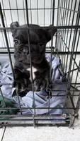     Black Frenchie Girl, a female French Bulldog for sale in La Grange, IL – 4 of 8
