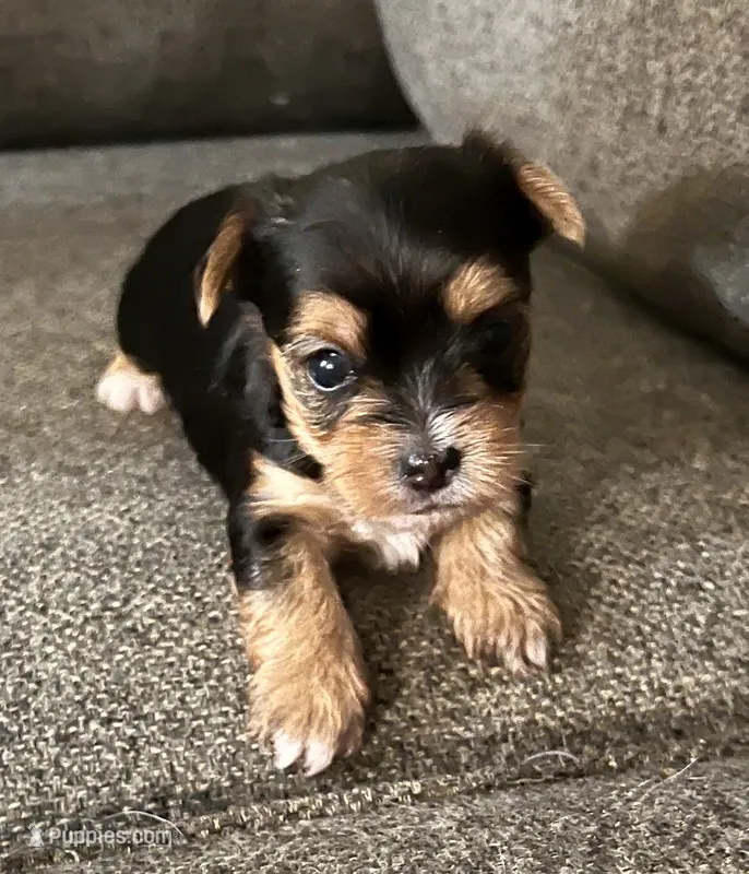 Abby – Yorkshire Terrier puppy for sale in Fillmore, CA