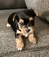 Abby, a female Yorkshire Terrier for sale in Fillmore, CA – 1 of 7