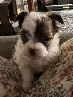 Abby, a female Yorkshire Terrier for sale in Fillmore, CA – Photo 4 of 7