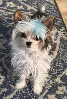 Abby, a female Yorkshire Terrier for sale in Fillmore, CA – Photo 7 of 7