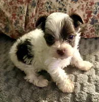 Abby, a female Yorkshire Terrier for sale in Fillmore, CA – Photo 1 of 7