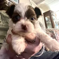 Abby, a female Yorkshire Terrier for sale in Fillmore, CA – Photo 3 of 7