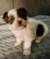 Abby, a female Yorkshire Terrier for sale in Fillmore, CA – Photo 5 of 7