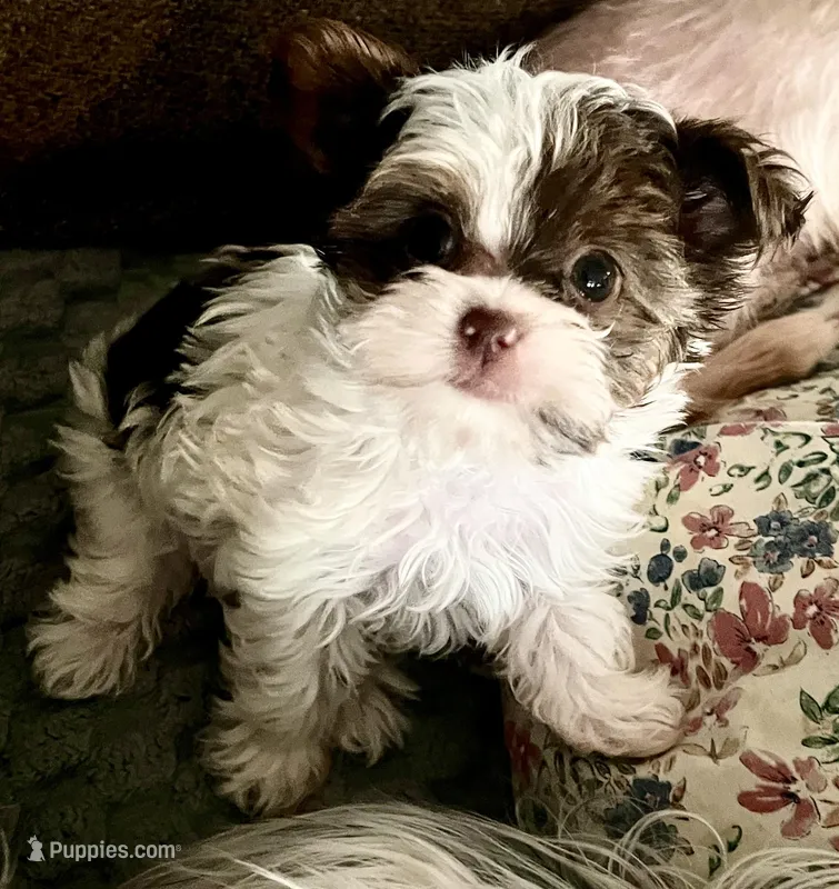 Abby – Yorkshire Terrier puppy for sale in Fillmore, CA