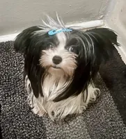 Abby, a female Yorkshire Terrier for sale in Fillmore, CA – Photo 6 of 7