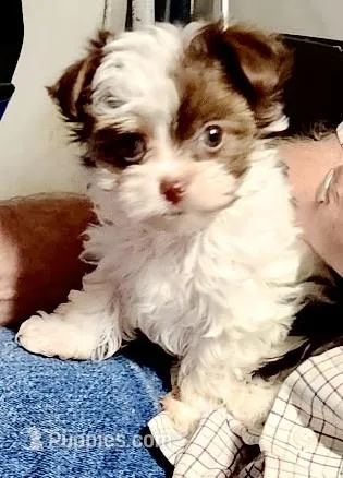 Abby – Yorkshire Terrier puppy for sale in Fillmore, CA