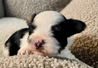 Odin, a male Yorkshire Terrier for sale in Fillmore, CA – 4 of 8