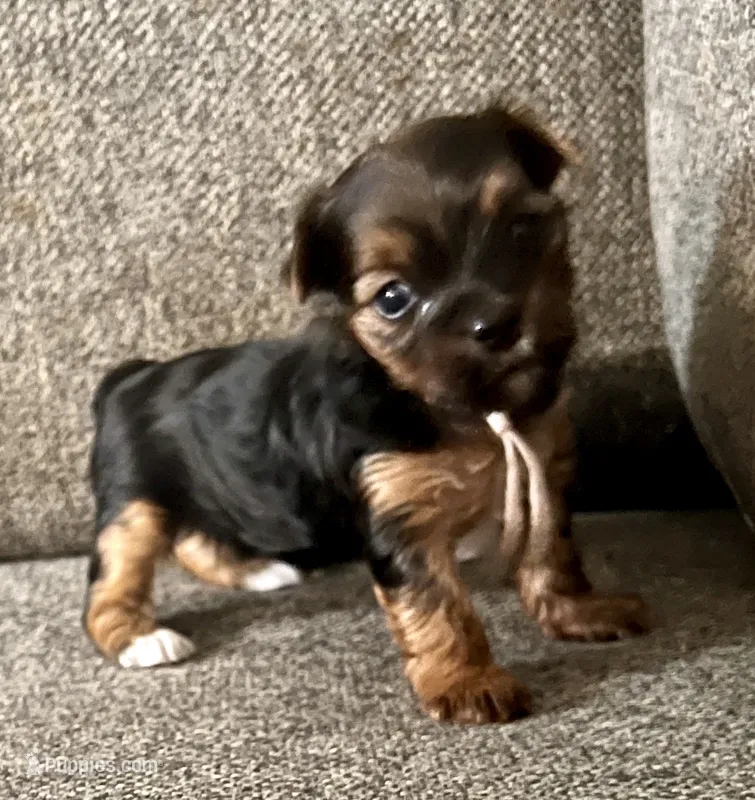 Phoebe – Yorkshire Terrier puppy for sale in Fillmore, CA