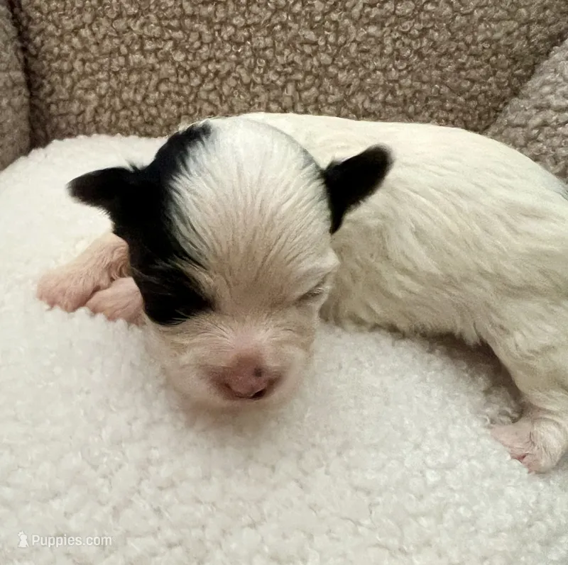 Teacup Harmony – Yorkshire Terrier puppy for sale in Fillmore, CA