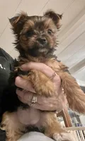 Phoebe, a female Yorkshire Terrier for sale in Fillmore, CA – 3 of 6
