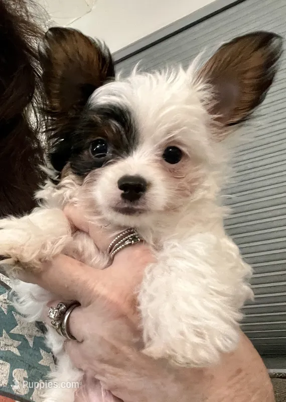 Gizmo – Yorkshire Terrier puppy for sale in Fillmore, CA