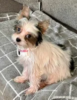 Gizmo, a male Yorkshire Terrier for sale in Fillmore, CA – 6 of 7
