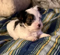 Duke, a male Yorkshire Terrier for sale in Fillmore, CA – 4 of 10