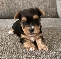 Abby, a female Yorkshire Terrier for sale in Fillmore, CA – 3 of 7