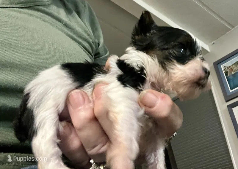 Micro Teacup Arlo – Yorkshire Terrier puppy for sale in Fillmore, CA