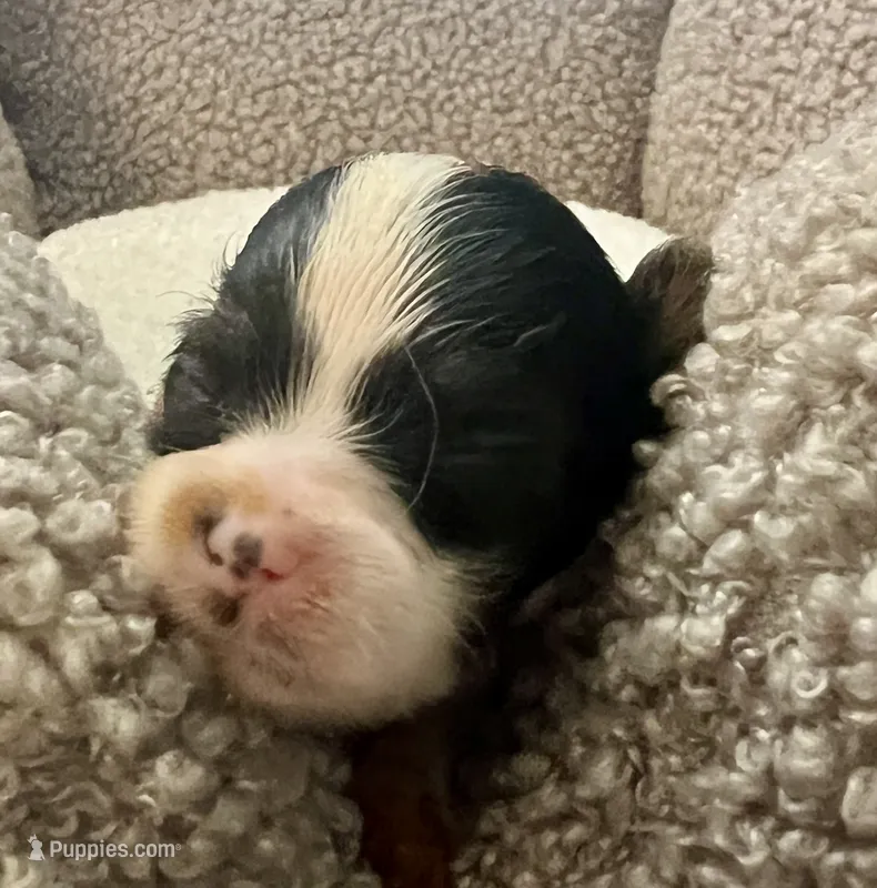 Micro Teacup Arlo – Yorkshire Terrier puppy for sale in Fillmore, CA