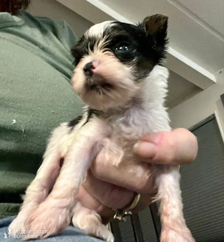 Micro Teacup Arlo – Yorkshire Terrier puppy for sale in Fillmore, CA