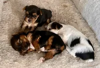Abby, a female Yorkshire Terrier for sale in Fillmore, CA – 5 of 7