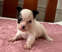 Teacup Harmony, a female Yorkshire Terrier for sale in Fillmore, CA – 2 of 8