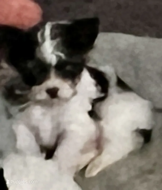 Micro Teacup Arlo – Yorkshire Terrier puppy for sale in Fillmore, CA