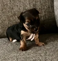 Phoebe, a female Yorkshire Terrier for sale in Fillmore, CA – 4 of 6