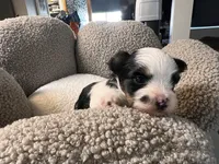 Odin, a male Yorkshire Terrier for sale in Fillmore, CA – 6 of 8