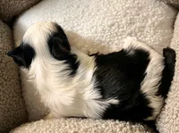 Odin, a male Yorkshire Terrier for sale in Fillmore, CA – 3 of 8