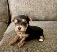 Abby, a female Yorkshire Terrier for sale in Fillmore, CA – 4 of 7